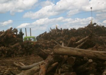 Maailman metsät voivat huonosti, eikä metsäkatoa ole 145 valtion antamista sitoumuksista huolimatta saatu pysäytettyä. Laiton puunkaato on suurimpia syyllisiä metsien tuhoutumiseen. Kuvassa tukkeja Sumatralla, joka kärsii pahasta metsäkadosta.