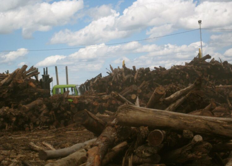 Maailman metsät voivat huonosti, eikä metsäkatoa ole 145 valtion antamista sitoumuksista huolimatta saatu pysäytettyä. Laiton puunkaato on suurimpia syyllisiä metsien tuhoutumiseen. Kuvassa tukkeja Sumatralla, joka kärsii pahasta metsäkadosta.