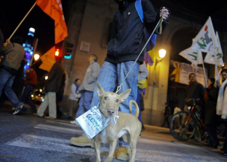 Mielenosoittajan sodanvastainen koirakin vaati espanjalaisten joukkojen vetämistä Afganistanista marraskuun lopulla.