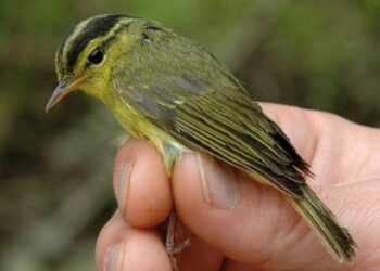 Phylloscopus calciatilis.