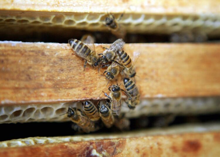 Eniten on puhuttu mehiläiskadosta, mutta myös monet muut pölyttäjät ovat vaarassa.