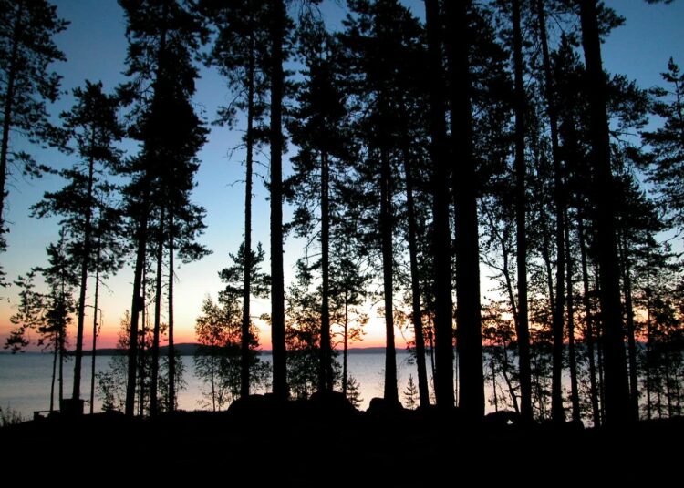 EU:n komission mukaan metsämme eivät kestä nykyisiä hakkuita ilmastotavoitetta ajatellen. Suomen mukaan metsien kasvu on laskettu väärälle olettamalle.