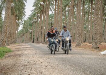 Jemnan keitaalla Tunisiassa kasvaa 12 000 palmupuuta,  joista 2 000 on kyläläisten yhdistyksen vast'ikään istuttamia.