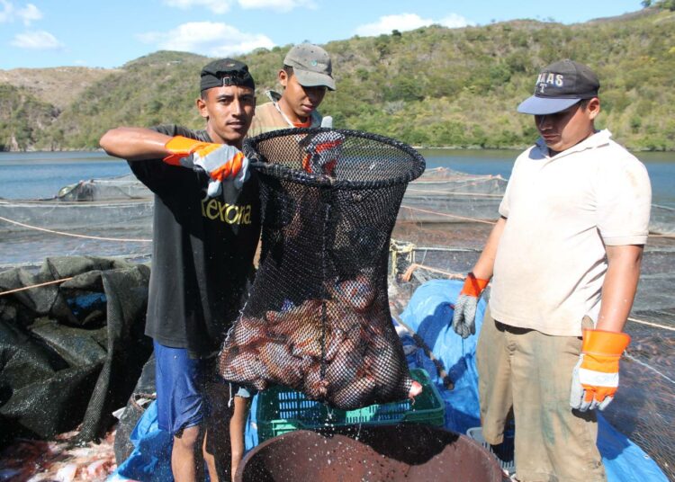 Hondurasilaisen Paso Realin kylän asukkaat perustivat lainarahalla yhteisen yrityksen, joka harjoittaa maanviljelyn ohella tilapia-kalan kasvatusta patoaltaalla.
