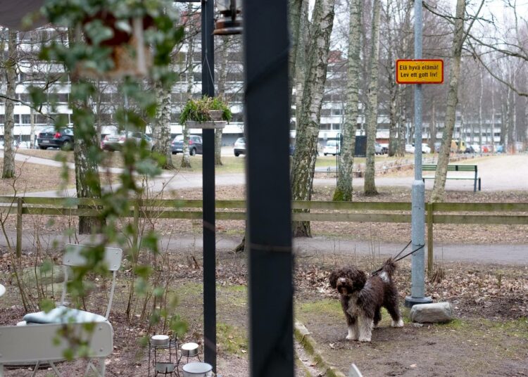 Koiratkin viihtyvät Riossa, osa sisällä ja toiset ulkona.