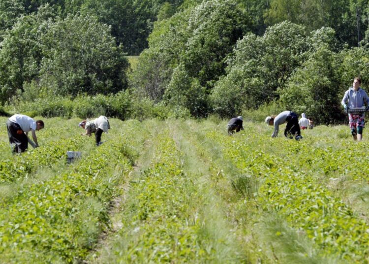 Maatalouden kausitöihin hakeutuvia aluetoimitsija Erno Välimäki neuvoo ensinnäkin pitämään huolta, että ammattiliiton jäsenyys on voimassa.