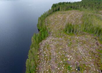 Metsähakkuualue rannan tuntumassa Piispajärvellä Suomussalmella heinäkuussa 2019.