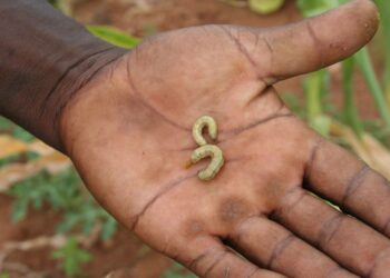Maanviljelijä esittelee viljapelloltaan noukkimiaan yökköstoukkia. Tänä vuonna olot Madagaskarissa ovat olleet erityisen otolliset viljaa tuhoaville toukille. Toukkien aiheuttamat tuhot ovat viimeistelleet kuivuuden käynnistämän nälkäkatastrofin.