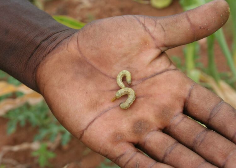 Maanviljelijä esittelee viljapelloltaan noukkimiaan yökköstoukkia. Tänä vuonna olot Madagaskarissa ovat olleet erityisen otolliset viljaa tuhoaville toukille. Toukkien aiheuttamat tuhot ovat viimeistelleet kuivuuden käynnistämän nälkäkatastrofin.