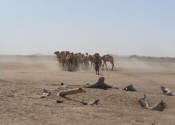 Afrikan Suuri vihreä muuri aavikoitumista vastaan nousee näihinkin etiopialaisiin maisemiin vuoteen 2030 mennessä, mikäli aikataulussa pysytään. Tarkoitus on ennallistaa ja vehreyttää 100 miljoonaa hehtaaria Saharan erämaata, 8 000 kilometriä pitkä kaistale, jonka länsipäässä on Senegal ja itäpäässä Djibouti.