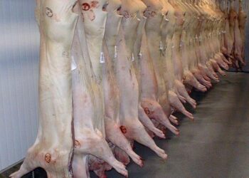 Sian matka teurastamoon saa nykyisten EU-säännösten mukaan olla pitkä ja tuskainen.