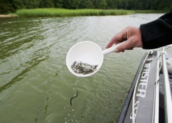 Tänä vuonna Suomen vesiin istutetaan 147 000 ankeriaanpoikasta.