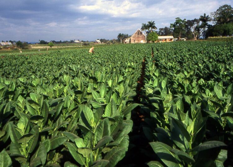 Tupakkaviljelmä Pinar del Riossa Kuubassa.