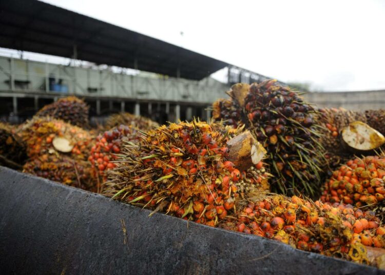 Öljypalmun hedelmiä menossa puristamoon Malesiasta peräisin olevassa kuvassa. Kyseinen puristamo ei liity tähän artikkeliin.