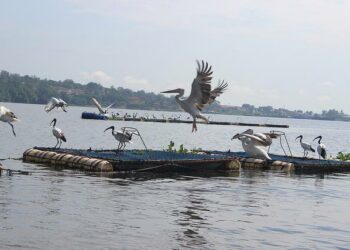 Linnut viihtyvät kalankasvattamolla Victorianjärvellä Ugandassa.