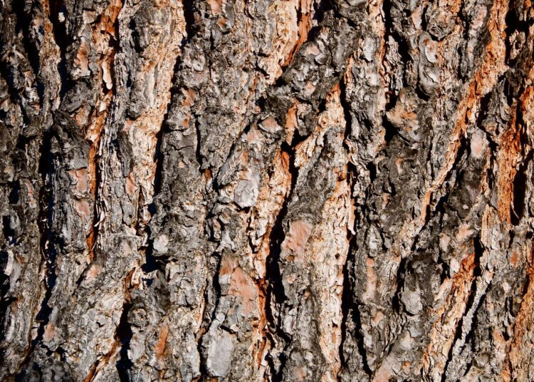Hyviin metsävarantoihin perustuva puuraaka-aine on palannut öljyn rinnalle Suomen merkittävimmäksi energialähteeksi.