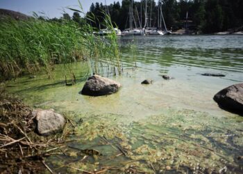 Suomella on parannettavaa kaikilla osa-alueilla, jotka ovat rehevöitymisen torjunta, haitalliset aineet, meriliikenteen turvallisuus ja luonnon monimuotoisuus. Levää Helsingin Vuosaaressa vuonna 2012.