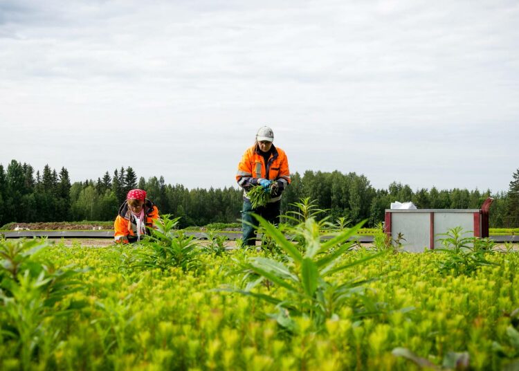 – Paras työskentelysää on kuiva, tuuleton eikä liian kuuma, Päivi Harinen ja Sini Rantapuu sanovat