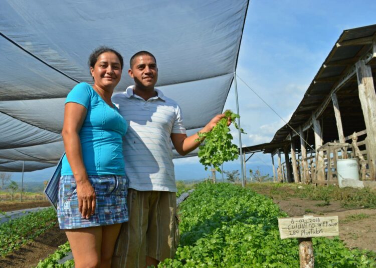 Xinia Solano ja Luis Diego Murillo viljelevät korianteria ja salaattia kasvihuoneessa, jonka he jakavat naapureidensa kanssa.