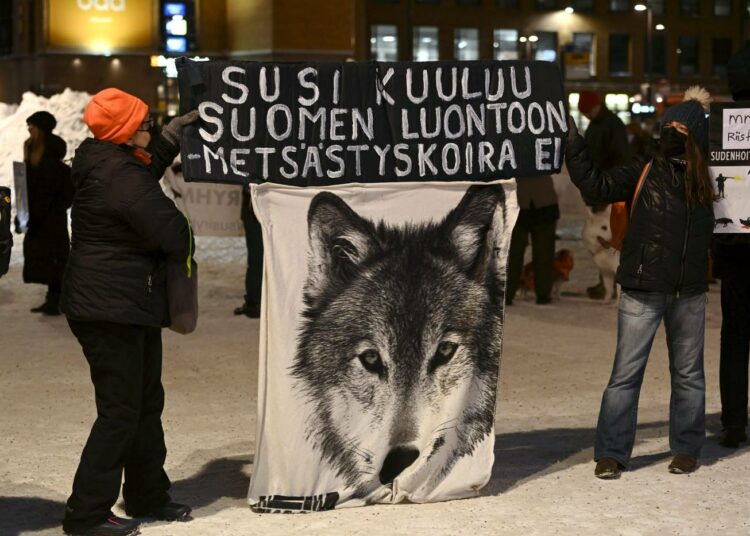 Oikeutta eläimille -yhdistyksen ja Luonto-Liiton Susiryhmän järjestämä mielenosoitus susien kannanhoidollista metsästystä vastaan Helsingissä tiistaina.