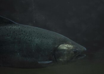 Biotekniikkayhtiö kaavailee gm-lohista päänavaajaa geenimuunnelluille kaloille.