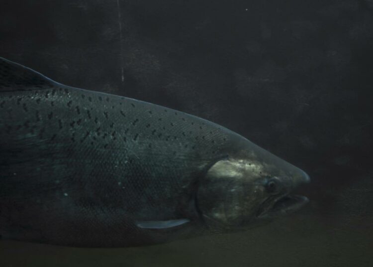 Biotekniikkayhtiö kaavailee gm-lohista päänavaajaa geenimuunnelluille kaloille.