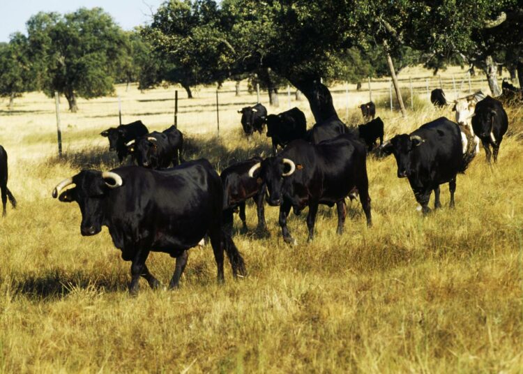 Eniten antibiootteja käytetään karjalle Espanjassa.