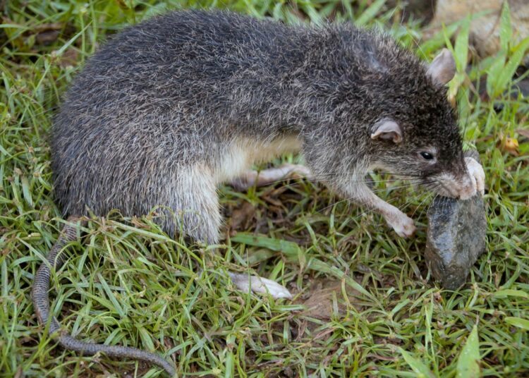 Jättirotta Rattus detentus elää ainoastaan Papua-Uuden-Guinean syrjäisellä Manus-saarella.