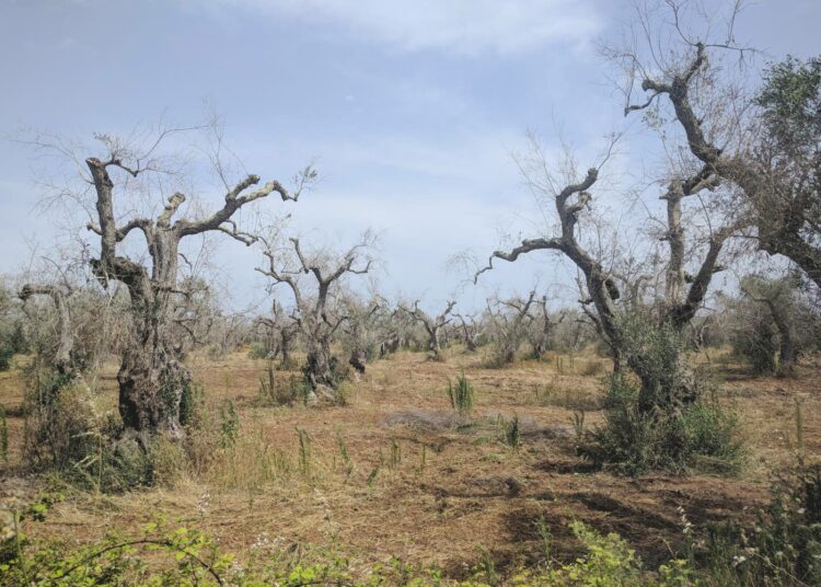Oliivipuun nopean rappeutumisen syndrooman tappamia puita Italian Apuliassa.