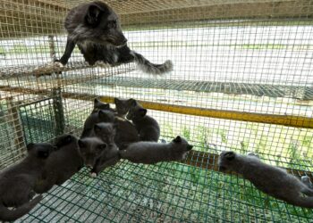 Turkistarhaus on menneisyyden elinkeino, Veronika Honkasalo sanoo.