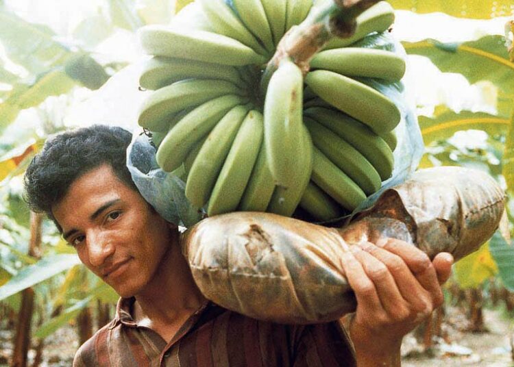 Ecuadorilaiseen El Guabon osuuskuntaan kuuluu 430 banaanin perheviljelijää. Lähes kaikki Suomessa myytävät Reilun kaupan banaanit viljellään El Guabossa.