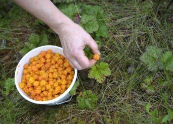 Etelä- ja Keski-Suomessa suomuurainsadosta on tällä hetkellä poimittavissa 30–50 prosenttia.