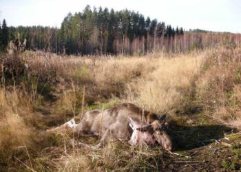 Kun metsästys alkaa, niin ammuttuunkin hirveen voi törmätä syksyissä metsässä.