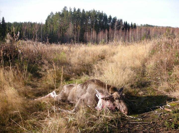 Kun metsästys alkaa, niin ammuttuunkin hirveen voi törmätä syksyissä metsässä.