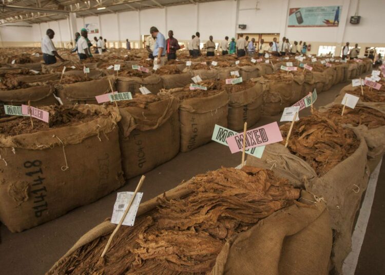 Tupakkahuutokauppa Malawin Lilongwessa. Malawin vientituloista 60 prosenttia tulee tupakasta.