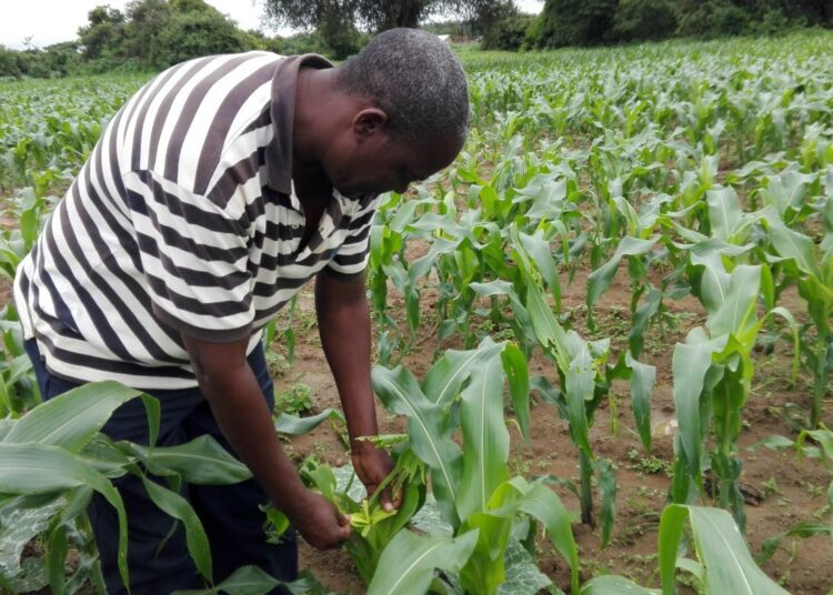 Sambialainen viljelijä Surrender Hamufuba tutkii pellollaan kasvavaa maissia, joka uhkaa joutua armeijamadon ruuaksi.