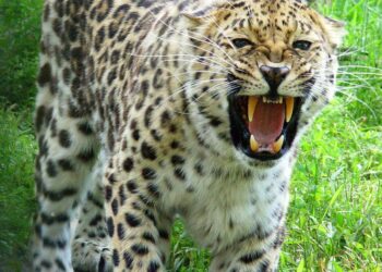Amurinleopardeja on luonnossa vain noin 35 yksilöä.