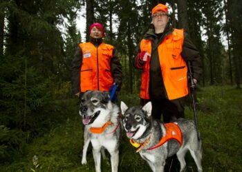 Metsästyksen ja ammunnan turvallisuus on tilastoitu. Naismetsästäjät Anna ja Tiina Paananen sekä jämtlanninpystykorvat kuvattiin Lopella.