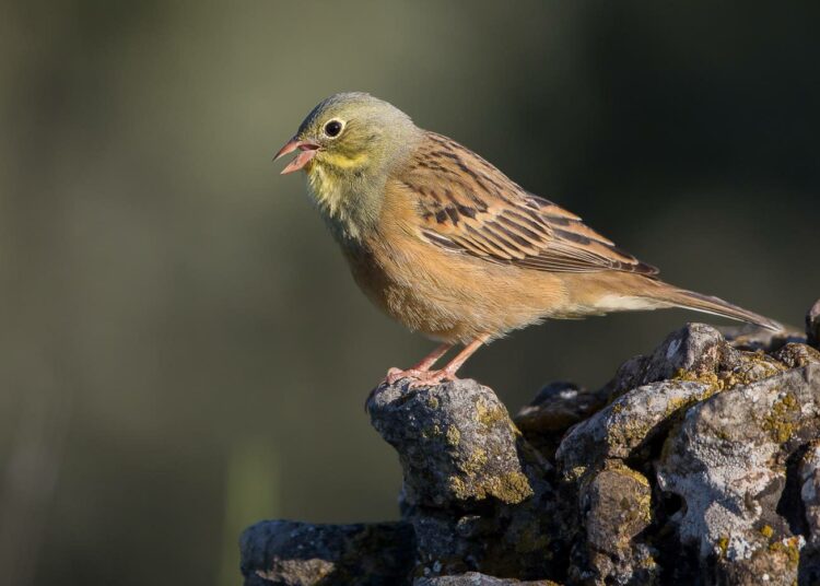 Peltosirkku (Emberiza hortulana).