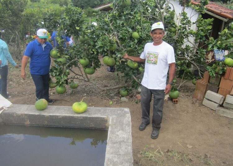 Givaldo dos Santos seisoo hedelmien painosta notkuvan greippipuun ja sadevesialtaan, barreiron, vieressä. Puutarha kukoistaa seudun kuivuudesta huolimatta, sillä tällä tilalla vedestä ei ole puutetta.