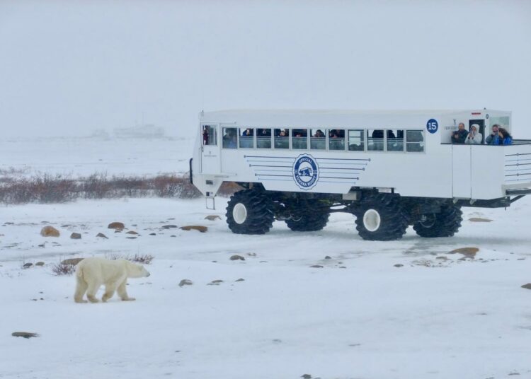 Tundramönkijä kuljettaa turisteja jääkarhusafarille Kanadan Churchillissä.