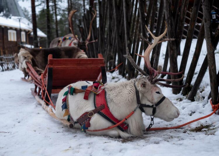 Poron turkki on erittäin lämmin sen onttojen karvojen ansiosta. Turkkinsa poro vaihtaa joka vuosi.