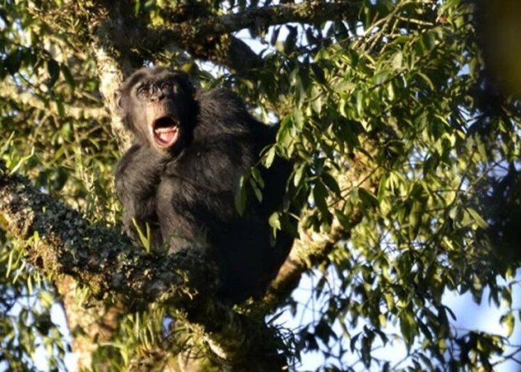 Ruandan Gishwati-Mukuran sademetsä on saamassa takaisin monimuotoisuuttaan, alueen simpanssikantakin on kasvanut kolmestatoista kolmeenkymmeneen.