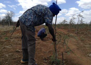 Kenian metsäntutkimusinstituutin työntekijä leikkaamassa akaasiapuuta Tivassa, Kituin piirikunnassa.