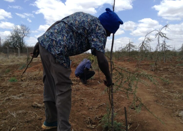 Kenian metsäntutkimusinstituutin työntekijä leikkaamassa akaasiapuuta Tivassa, Kituin piirikunnassa.