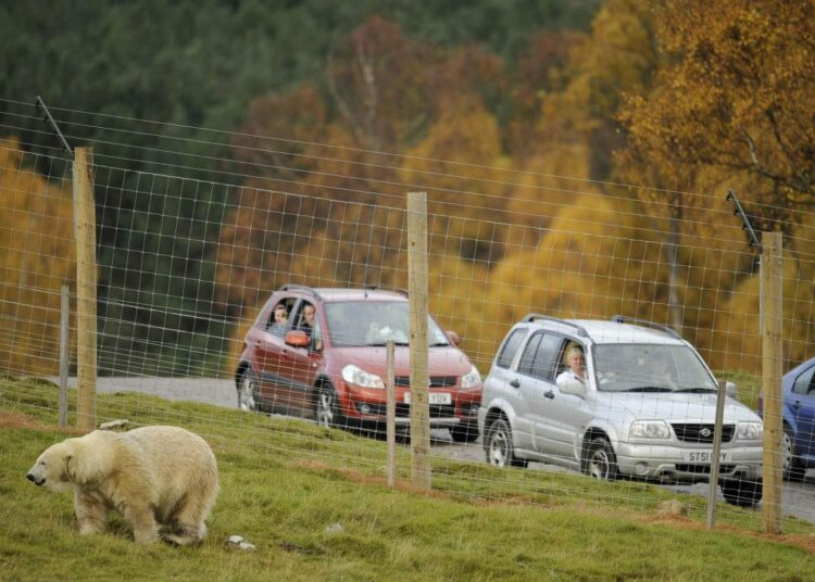 Skotlantilaisessa luonnonpuistossa Kingussiessa asuva Mercedes on Britannian ainoa jääkarhu. Tulevaisuus uhkaa kuitenkin muuttaa yhä useamman jääkarhun ympäristön tällaiseksi.