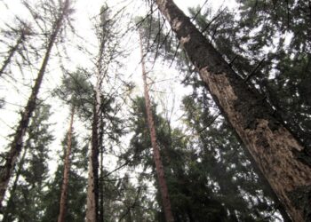 Kirjanpainajahyönteisen tuhoamaa metsää Kaakkois-Suomessa.