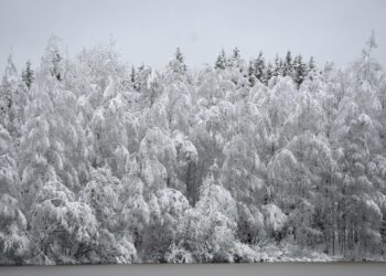 Metsähallituksen Metsätalous Oy:n metsurit lomautetaan talvikaudeksi.