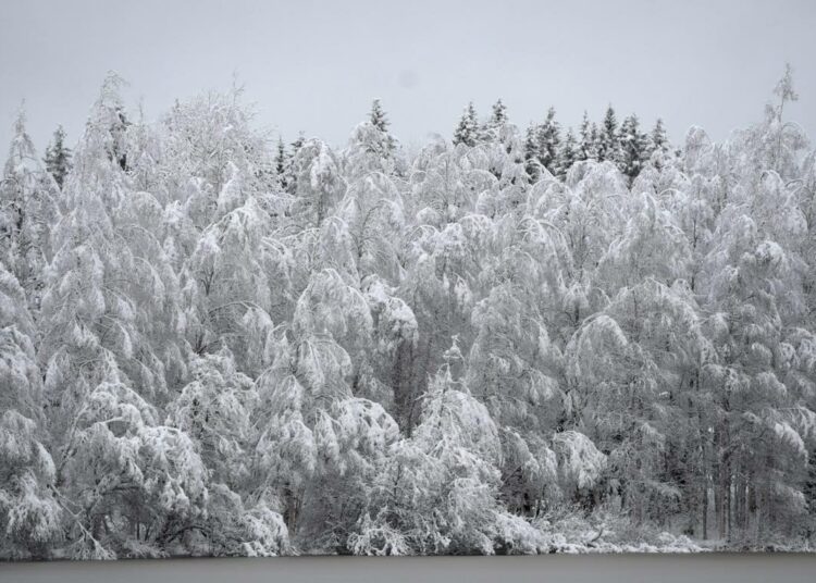 Metsähallituksen Metsätalous Oy:n metsurit lomautetaan talvikaudeksi.