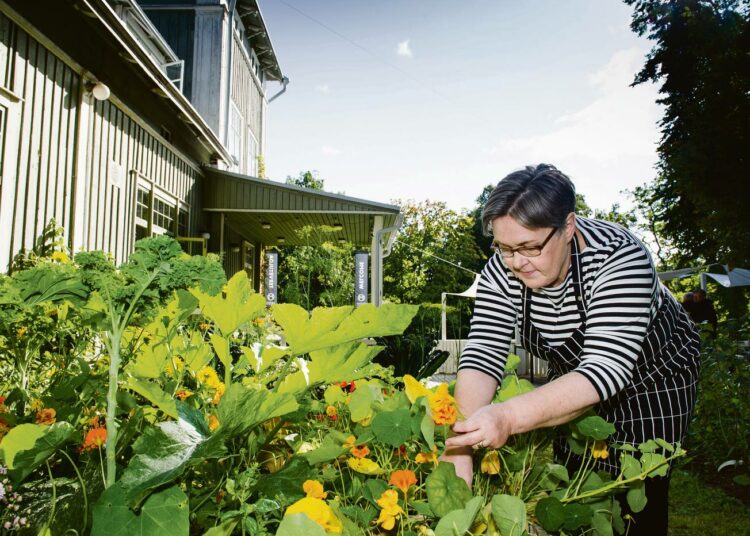 Laura Järvinen kerää yrttejä kahvila Monamin tarjoiluihin. Kahvila sijaitsee Rastilan kartanossa.